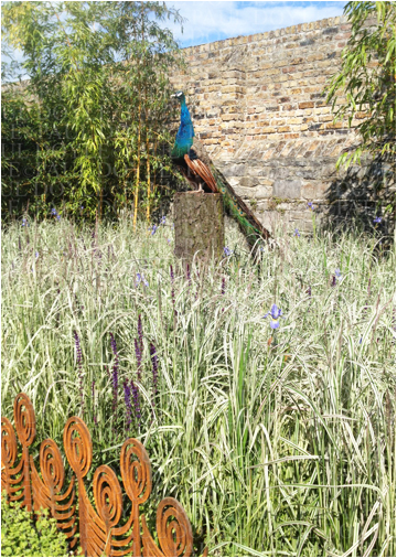 Peacock Garden